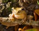 USF study: Amphibians can acquire resistance to deadly fungus