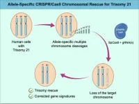 Using CRISPR to remove extra chromosomes in Down syndrome