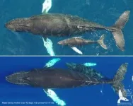 Using drones, UH researchers assess the health of humpback whale mother-calf pairs across the Pacific Ocean 2