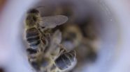 Using microscopic bugs to save the bees 3