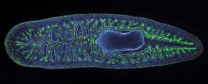 Using planarian flatworms to understand organ regeneration