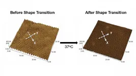 Using stimuli-responsive biomaterials to understand heart development, disease