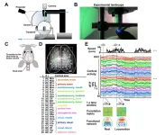 Using virtual reality to investigate autism’s neural network dynamics