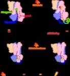 USTC reveals molecular mechanism of transmembrane bilirubin transport by human ABCC2 transporter