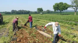 UT extension to help Tennessee farmers navigate labor management