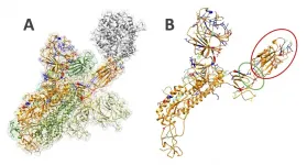 UTEP researchers make discoveries to better understand SARS-CoV-2 virus