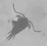 UTEP study: Zooplankton go “Eew!” to cleaning feces contaminated water