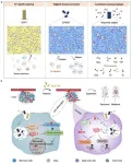 Utilizing a nanomedicine to achieve tumor catalysis-enhanced differentiation therapy