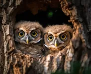 UTSA study: More Texas owls are testing positive for rat poisons