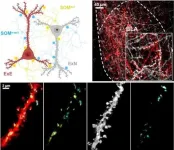 Validating the role of inhibitory interneurons in memory