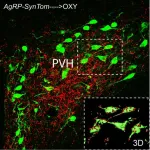 Vanderbilt authors find evidence that the hunger hormone leptin can direct neural development in a leptin receptor–independent manner