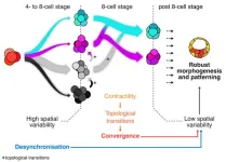 Variability in when and how cells divide promotes healthy development in embryos