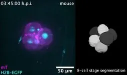 Variability in when and how cells divide promotes healthy development in embryos 2