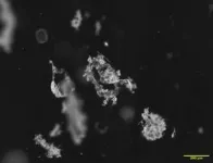 Variability in when and how cells divide promotes healthy development in embryos 3