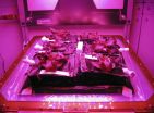 Veggie Will Expand Fresh Food Production on Space Station