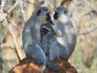 Vervet monkeys follow different social “norms” and respond to “peer pressure,” new long-term study shows