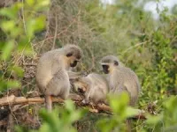 Vervet monkeys follow different social “norms” and respond to “peer pressure,” new long-term study shows 2