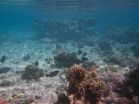 Video study shows which fish clean up coral reefs, showing importance of biodiversity