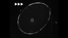 Video technology could transform how scientists monitor changes in species evolution and development