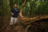 Vines choke a forests ability to capture carbon, Smithsonian scientists report