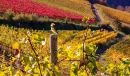 Vineyard fungicides pose a threat to survival of wild birds