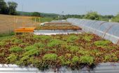 Virginia Tech architect reveals green roofs need not go to great depths to work