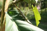 Virginia Tech, Ecuadoran scientists study rare Pinocchio Lizard in effort to save it