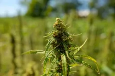 Virginia Tech researchers to investigate transcriptional regulation of cannabinoid synthesis in industrial hemp