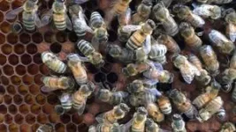 Virginia Tech study reveals that honeybee dance ‘styles’ sway food foraging success 3