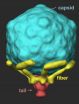 Virus caught in the act of infecting a cell