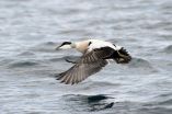 Virus causing mass duck die-offs on Cape Cod identified