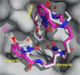 Visualizing addiction: How new research could change the way we fight the opioid epidemic 2