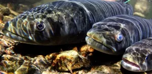 Vital freshwater fish migrations are collapsing: UN report