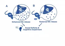 Vitamin B6 deficiency enhances the noradrenergic system, leading to behavioral deficits