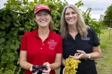 Vitis vinifera and muscadines: Grape breeders seek the best of both grapes