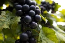 Vitis vinifera and muscadines: Grape breeders seek the best of both grapes 2