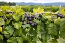 Vitis vinifera and muscadines: Grape breeders seek the best of both grapes 3