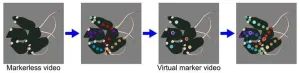 vmTracking enables highly accurate multi-animal pose tracking in crowded environments