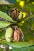 Walnuts, walnut oil, improve reaction to stress