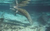 Warm springs may be best winter refuge for Florida manatees