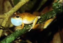 Warmer climate could cause Puerto Rico’s frogs to croak #ASA184