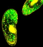 Warming stops tiny organisms working together