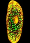 Warming stops tiny organisms working together 2