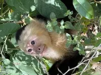 Warming temperatures impact immune performance of wild monkeys, U-M study shows 3