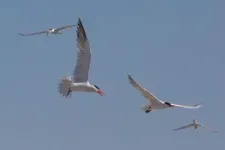 Washington coast avian flu outbreak devastated Caspian terns, jumped to seals 2