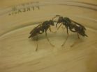 Wasps use ancient aggression genes to create social groups