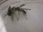 Wasps use ancient aggression genes to create social groups 2