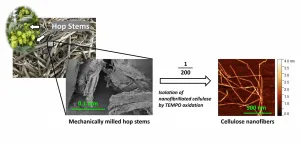 Waste hop stem in the beer industry upcycled into cellulose nanofibers