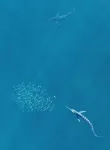 Watch these predatory fish use rapid color changes to coordinate attacks