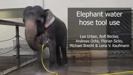 Watch this elephant turn a hose into a sophisticated showering tool